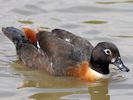 ?? (WWT Slimbridge 20) - pic by Nigel Key